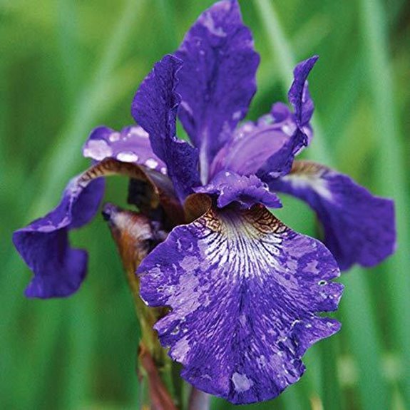 10 Best Siberian Iris for 2026 (Stunning Garden Blooms) 2 siberian iris caesar s brother bulbs
