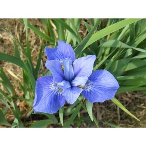 10 Best Siberian Iris for 2026 (Stunning Garden Blooms) 8 siberian iris rootstock trio