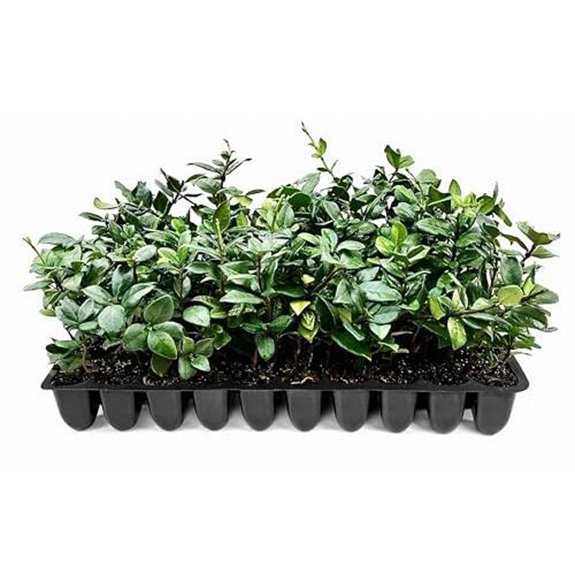 6 Best Evergreen Climbers for Shade in 2026 5 star jasmine vine trio plants