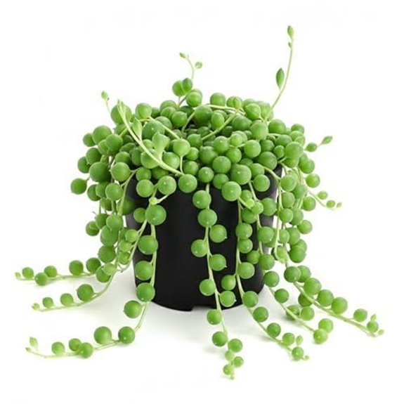 10 Best Plants to Give a Man in 2026 9 string of pearls succulent plant care