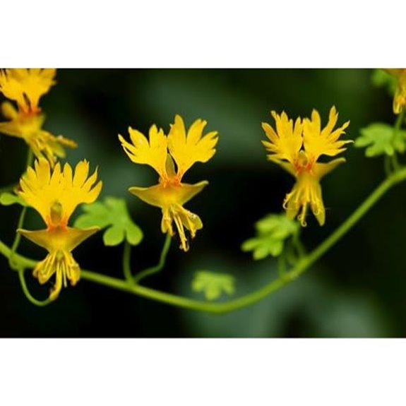 15 Best Creeper for Shade in 2026 15 ten canary creeper nasturtium seeds