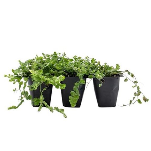 15 Best Creeper for Shade in 2026 6 three blue star creeper perennials starter plants