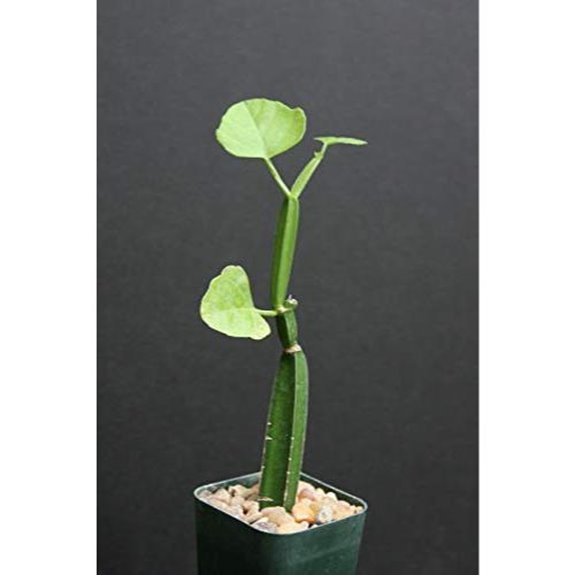 tricastore cissus quadrangularis plant