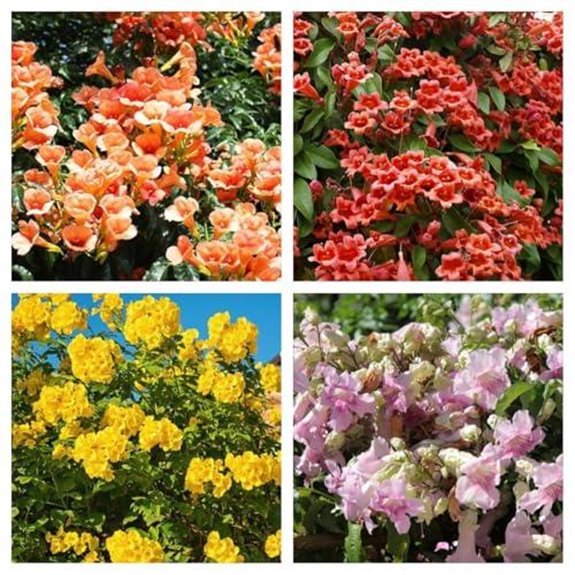 trumpet vine seeds mix color