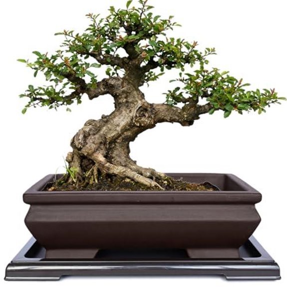 10 Best Bonsai Pots for 2026 (Your Trees Deserve Better) 3 unglazed ceramic bonsai pot