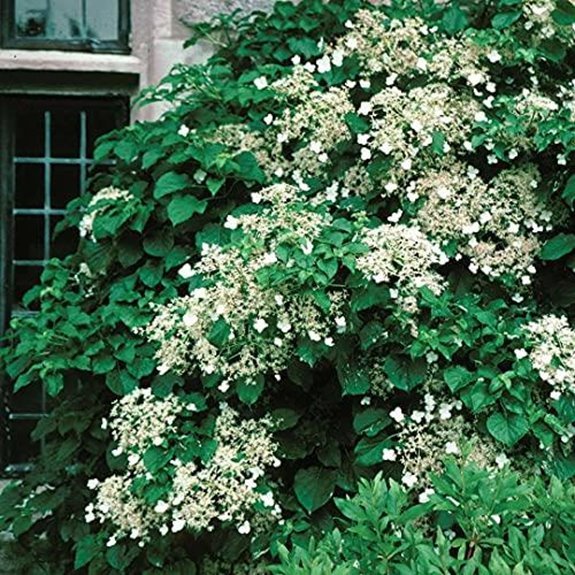 10 Best Climbing Hydrangeas for 2026 3 variegated climbing hydrangea vine
