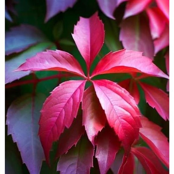15 Best Creeper for Shade in 2026 10 virginia creeper vine seeds 0 25 oz