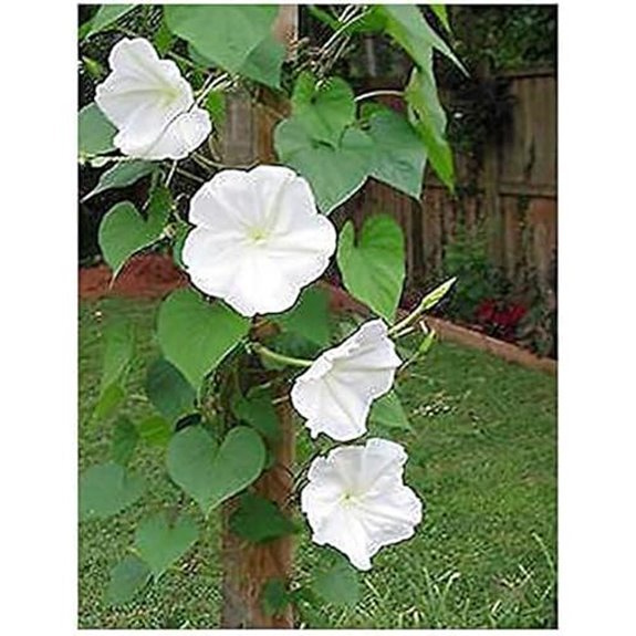 10 Best Climbing Ivy Plants for 2026 That'll Transform Your Walls 10 white moonflower vine seeds fragrant