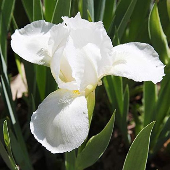 10 Best Siberian Iris for 2026 (Stunning Garden Blooms) 4 white swirl siberian iris bulbs 5